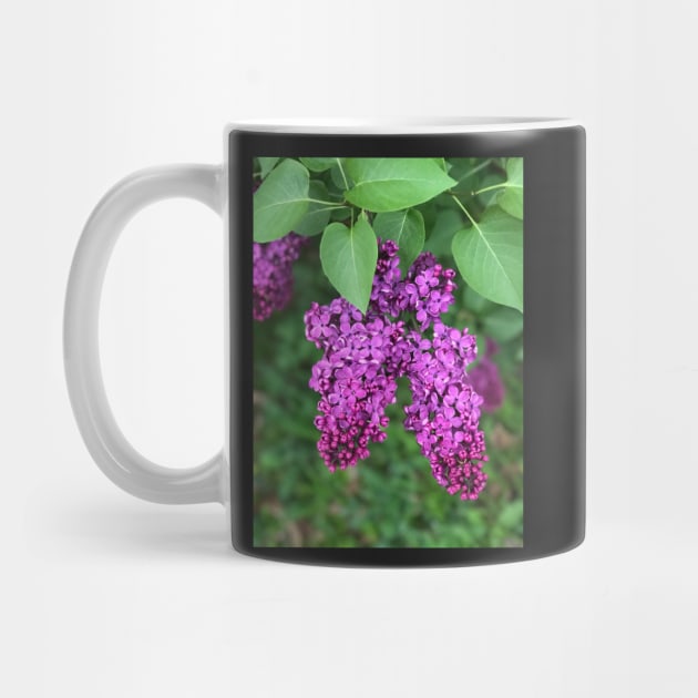 Purple Lilac by ephotocard